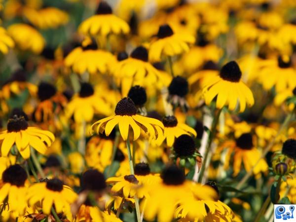 Field of Flowers